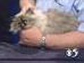 'Colette' - 5-Year-Old Female Himalayan Mix