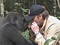 Man’s reunion with a gorilla