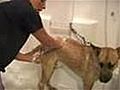 How To Bathe Your Pet Dog