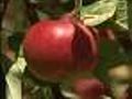 Pick Your Own At The Happy Apple Farm