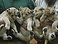 Knuddeliger Nachwuchs in Wuppertaler Zoo