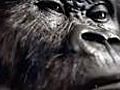 Most popular adverts on YouTube: Cadbury’s gorilla plays Phil Collins