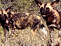 Hyenas Hunting Puppies