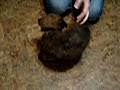 Wheaten puppies 1st video