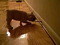 French Bulldog vs Door Spring