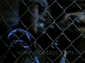 GUARD DOGS RUN TO FENCE -  2 - HD