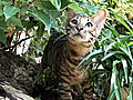 Cats 101: Toyger