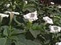 Cann Memorial Gardens