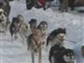 Alaska.org - Talkeetna Sun Dog Kennel Alaska - Off...
