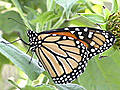 Butterflies affected by drought