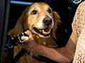 Seat Belts To Help Protect Dogs