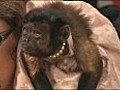 Monkey steals limelight at The Hangover Part II premiere