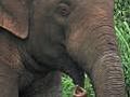 Cambodian Elephant Footage