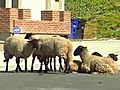 Flock Of Sheep Surprises City Neighborhood