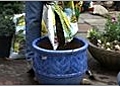 Pot your Plants - Putting Soil in the Pot