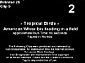 Tropical Birds (2007)