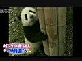 すくすく成長　パンダの赤ちゃんが幼稚園へ