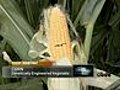 Ear Of Genetically Modified Corn Begs For Death