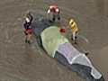 Beached whale dies despite rescue effort