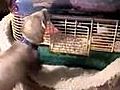 Ferret Helps in Great Escape