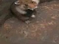 Un hamster qui attaque un chat !