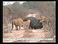 Lions Kill Hippo (Not For Sensitive Viewers).mp4