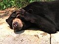 Sun Bear Scratching Head Stock Footage