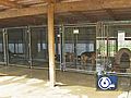 Morgan Co. Animal Shelter In Desperate Need Of Food