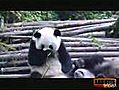 L&#039;éternuement du panda