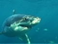 Up close and personal with great white sharks