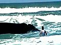 La costa brasileña se llena de ballenas