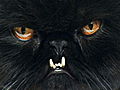 Weird True &amp; Freaky: Cat with the Golden Fangs