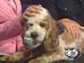 "Sunny"- Adult Male Dog