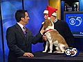 'Rocky' - 2yo Male Beagle/Basset Mix