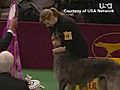 Scottish Deerhound Wins Westminster