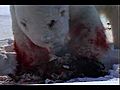 Polar Bear Attacks Ring Seal