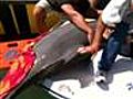 Dolphin leaps into boat,  strikes woman