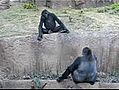 Pet de Gorille