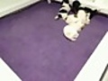 Puppies playing