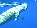 L’Onu lancia una strategia per salvare i dugonghi