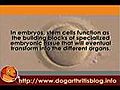 Cod liver oil Supplements for Dog Arthritis