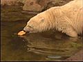 Knut The Polar Bear Dies