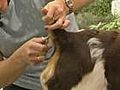 How to Groom the Tail - English Springer Spaniel