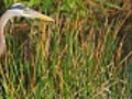 Great blue heron in the Everglades