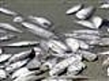Mortandade de peixes veta pesca na Bahia