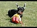 Two Funny Female Doberman Puppies Playing 05 17 09
