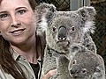Baby koala makes debut at S.F. zoo