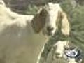 Goats Invade Los Angeles