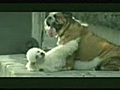 Bridgestone Tires – A dog’s life (commercial