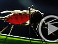 Planet 100: Super Mosquitoes Fight Dengue